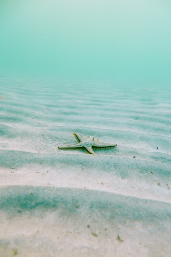 Fundo marinho com estrela-do-mar sobre areia ondulada