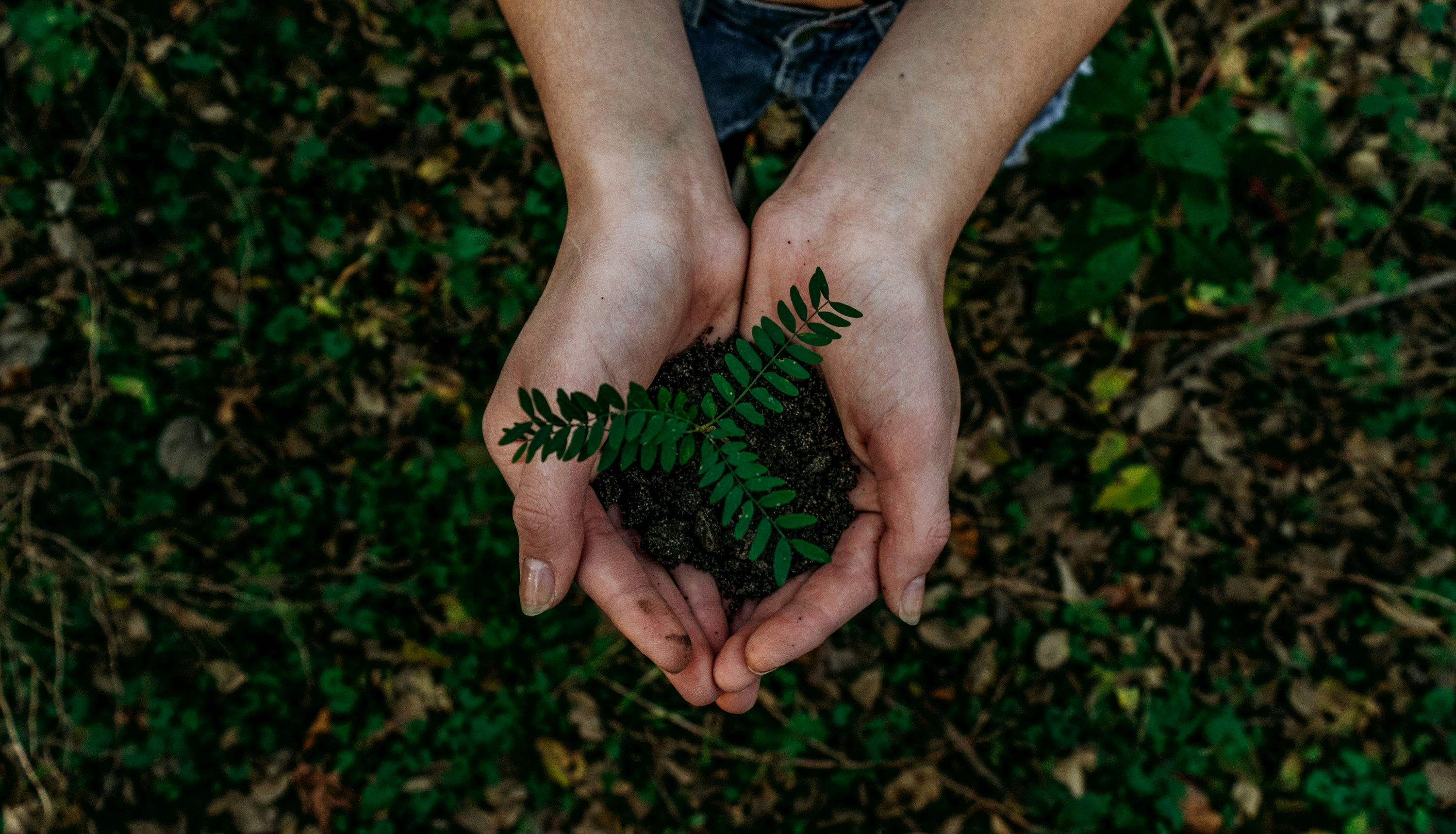 Mãos a segurar uma muda com terra, sobre um chão de floresta desfocado, evocando crescimento sustentável.